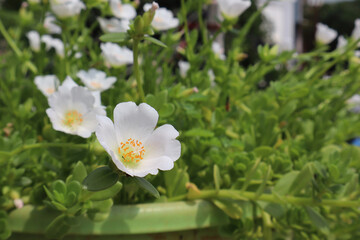 Obraz premium white flower in the garden
