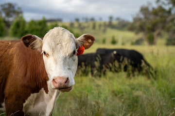 beautiful cattle in Australia  eating grass, grazing on pasture. Herd of cows free range beef being regenerative raised on an agricultural farm. Sustainable farming 