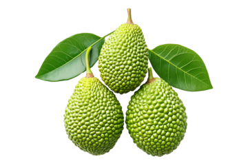 Marang fruit with textured skin and green leaves, isolated on white transparent background. Concept of tropical fruits.