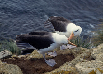 Albatros à sourcils noirs, Parades, nid, Thalassarche melanophris, Black browed Albatross, Iles Falkland, Iles Malouines