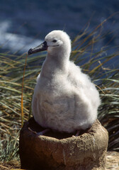 Albatros à sourcils noirs, nid, Thalassarche melanophris, Black browed Albatross, Iles Falkland, Iles Malouines