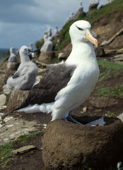 Naklejka premium Albatros à sourcils noirs, nid, Thalassarche melanophris, Black browed Albatross, Iles Falkland, Iles Malouines