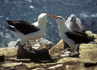 Fototapeta premium Albatros à sourcils noirs, nid, Thalassarche melanophris, Black browed Albatross, Iles Falkland, Iles Malouines