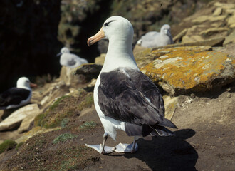 Albatros à sourcils noirs, nid, Thalassarche melanophris, Black browed Albatross, Iles Falkland, Iles Malouines