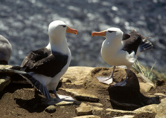 Albatros à sourcils noirs, Parades, nid, Thalassarche melanophris, Black browed Albatross, Iles...