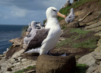 Fototapeta premium Albatros à sourcils noirs, nid, Thalassarche melanophris, Black browed Albatross, Iles Falkland, Iles Malouines