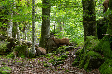 Gemsen stehen im Wald