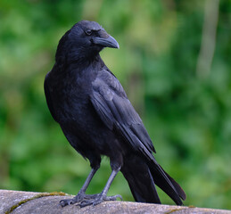 A crow is a bird of the genus Corvus, or more broadly, a synonym for all of Corvus. The word 