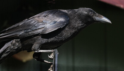 A crow is a bird of the genus Corvus, or more broadly, a synonym for all of Corvus. The word 