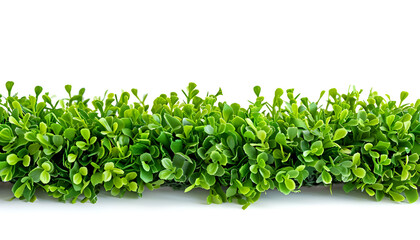 Obraz premium Green artificial grass isolated on white. Garden decor