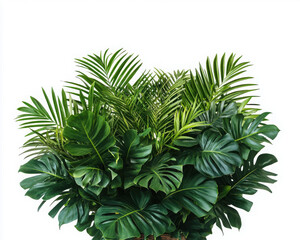 Vibrant green foliage in a decorative planter, enhancing any space.