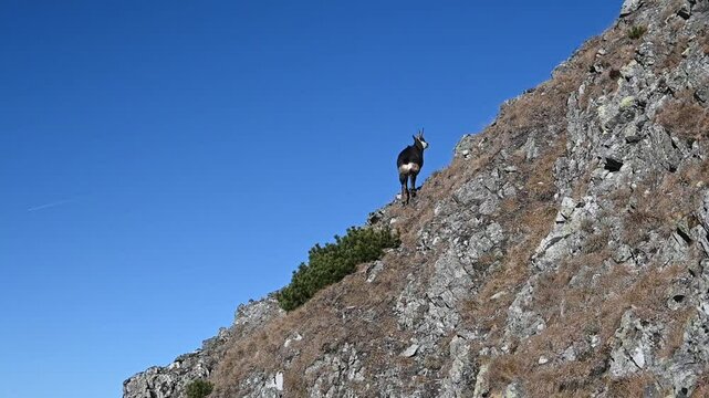 Mountain chamois in the High Tatras. A majestically moving animal in difficult mountain terrain. Meeting on the mountain trail.

