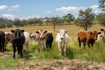 beautiful cattle in Australia  eating grass, grazing on pasture. Herd of cows free range beef being regenerative raised on an agricultural farm. Sustainable farming 