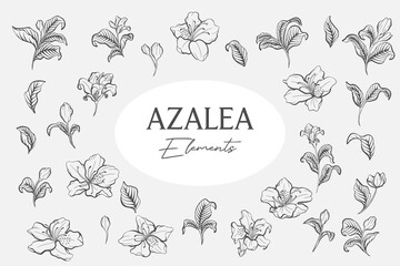 Set of Azalea Line Art Elements
