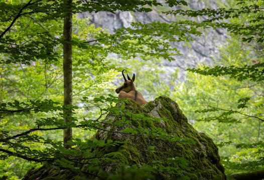 Gams liegt auf einem Felsen im Wald