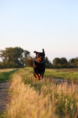 Rottweiler läuft auf die Kamera zu beim Spielen