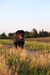 Rottweiler läuft auf die Kamera zu beim Spielen