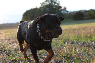 Ein Hund Rottweiler läuft auf einer Wiese