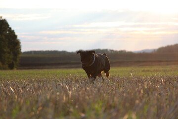 Rottweiler Hund läuft über einen Acker im Sonnenuntergang
