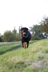 Rottweiler läuft auf die Kamera zu beim Spielen