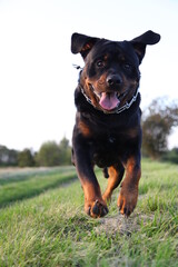 Rottweiler läuft auf die Kamera zu beim Spielen