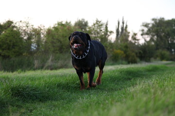 Ein Rottweiler läuft einen Weg entlang