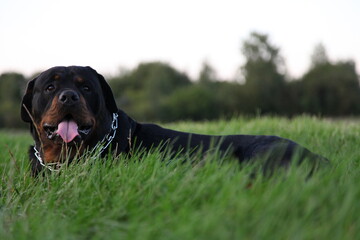 Rottweiler Hund liegt im hohen Gras auf einer Wiese