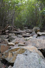 Rock path in the forest
