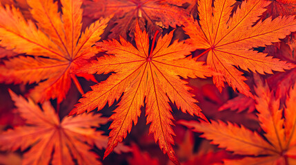 Close-up of bright red and orange maple leaves, highlighting their intricate veins and textures...