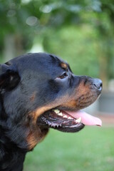 Kopf eines Rottweilers in der Nahaufnahme