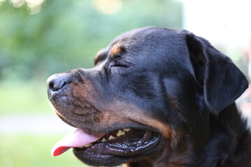 Fototapeta premium Kopf eines Rottweilers in der Nahaufnahme
