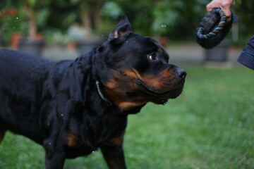 Rottweiler spielt mit seinem Spielzeug
