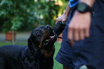 Rottweiler spielt mit seinem Spielzeug