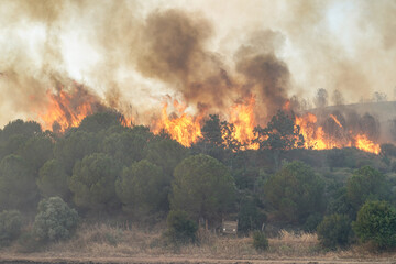 Fototapeta premium Forest Fire in Gallipoli, Canakkale, Turkiye