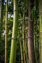 Fototapeta premium green wallpaper, Close-up of fresh bamboo stalks against vibrant greenery