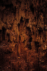 tree bark, decayed wood, old tree, tree interior