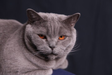 British Kurzhaar Katze aus der Nähe im Studio