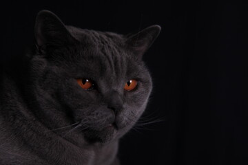 British Kurzhaar Kater mit Bernstein farbigen Augen