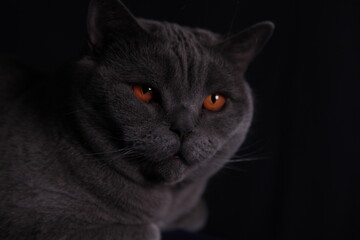 Britisch Kurzhaar Katze mit orangen Augen