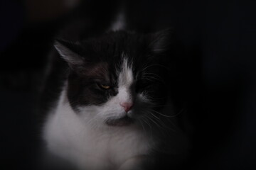 Obraz premium Schwarz Weiße Hauskatze im Studio aus der Nähe aufgenommen