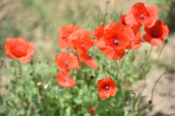 Close-up of tender red field poppy Papaver rhoeas. wildflowers naturally growing in the meadow. beautiful delicate red poppy flowers. floral background, beauty of nature