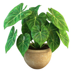 Potted plant, white isolate background
