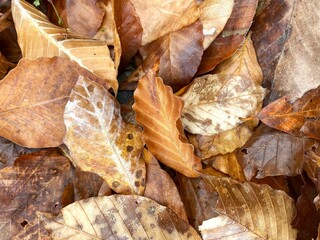 Yellow and brown autumn leaves. Wet leaves after the rain. Natural autumn fall background. Golden season in the forest.