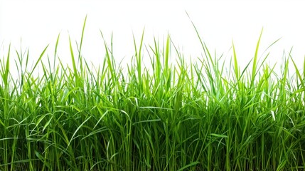 Obraz premium Lush Green Grass Background for Fresh Natural Landscaping Design