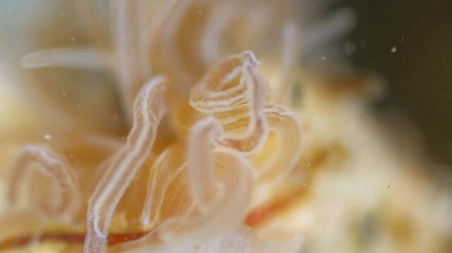 Worm Polychaeta Neoamphitrite figulus, family Terebellidae under a microscope, phylum Annelida. The video shows tentacles. White Sea