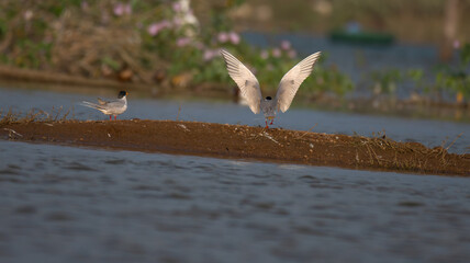 A graceful river tern takes flight from a sandy shoreline, its wings spread wide against a backdrop of lush greenery and a shimmering body of water. 