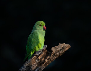 A vibrant green parrot perched on a weathered tree branch against a dark background.