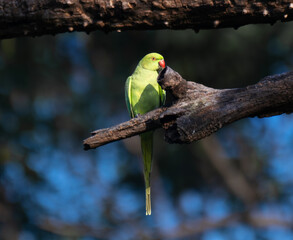 A vibrant green parrot perched on a weathered tree branch against a clear blue sky with blurred green background.