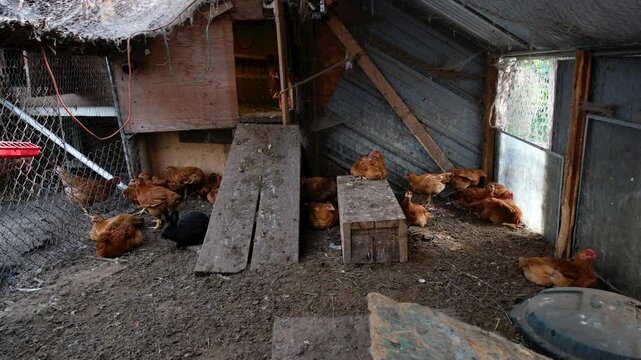 Young organic broilers being cage free raised in backyard farm enclosure as some rabbits stroll within as animals being raised in back yard farm