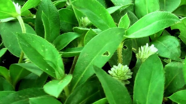 Rotate view of gomphrena serrata blooms again white flowers